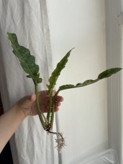 IMG_1246.jpeg