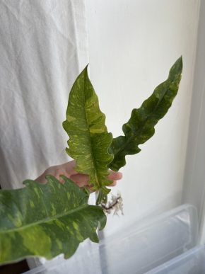 Philodendron Ring of Fire - 1