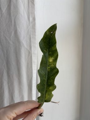 Philodendron Ring of Fire - 2