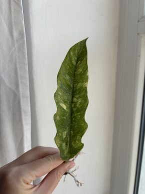 Philodendron Ring of Fire - 3