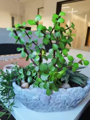Portulacaria afra (sukulent) zakořeněná