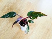 IMG_20250904_162441.jpg