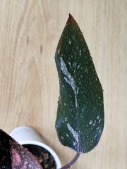 IMG_20250904_162645.jpg