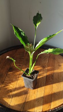 Spathiphyllum Diamond cupido / Lopatkovec albo #6