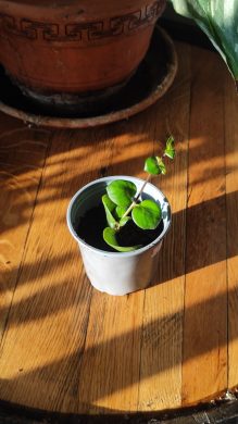 Dischidia imbricata - zakořeněný řízek