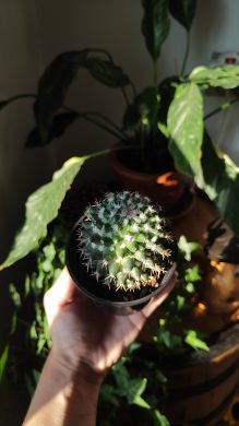 Mammillaria
