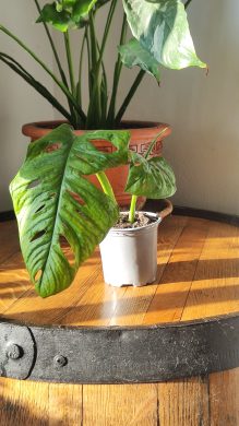 Monstera monkey mask, adansonii