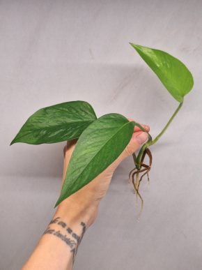 Epipremnum Linda