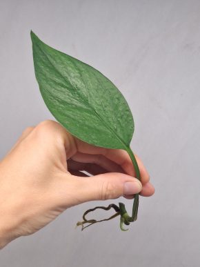 Epipremnum Linda