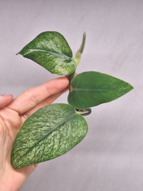 Rhaphidophora Hongkongensis Mint