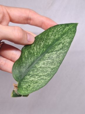 Raphidophora Hongkongensis Mint