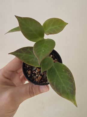 Hoya 'Sunrise'