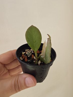 Hoya 'Sunrise'