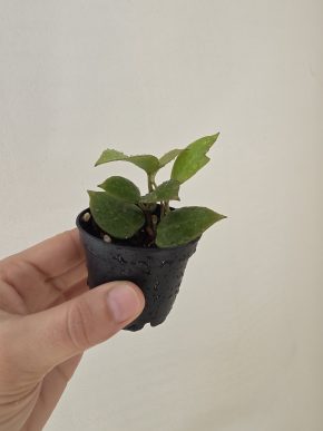 Hoya 'Sunrise'