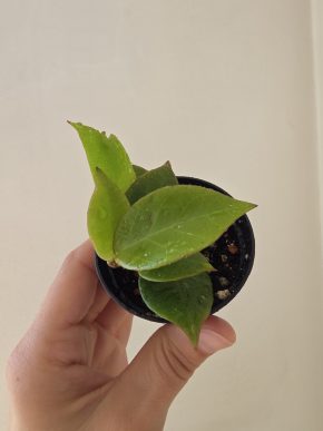 Hoya 'Sunrise'