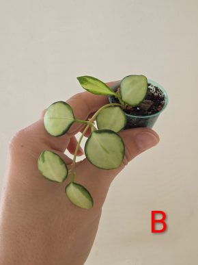 Hoya heuschkeliana variegata
