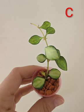 Hoya heuschkeliana variegata