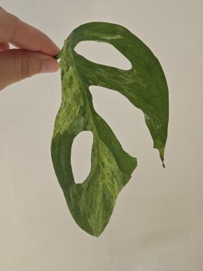 Monstera adansonii 'Indonesian Marble' řízek s kořínky