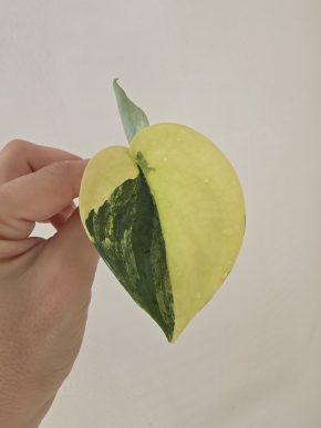Scindapsus Jade Satin variegated