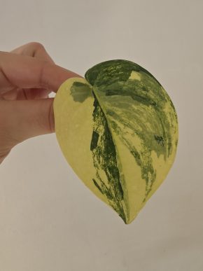Scindapsus Jade Satin variegated
