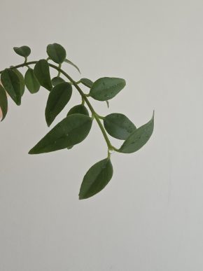 Hoya bella - vrchol s kořínky