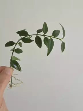 Hoya bella - vrchol s kořínky