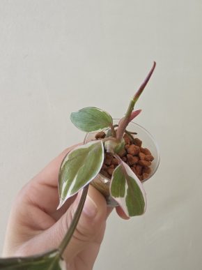 Philodendron micans Velvet halo