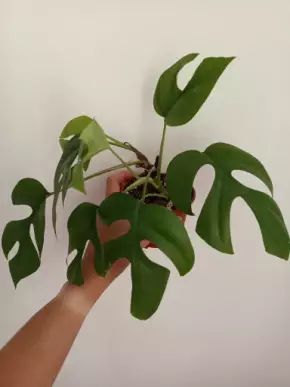 Monstera minima
