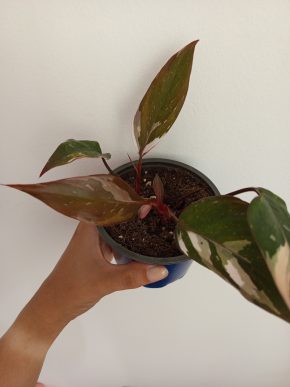 Philodendron Pink princess