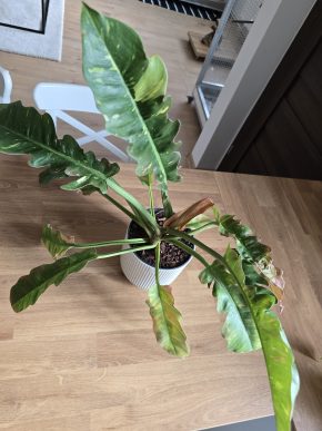 Philodendron Ring of fire