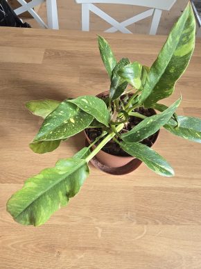 Philodendron Ring of fire