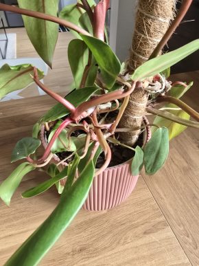 Philodendron Painted lady