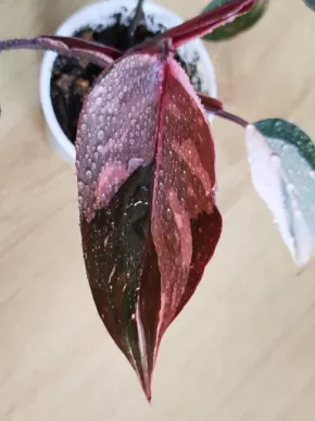 Philodendron Pink Princess
