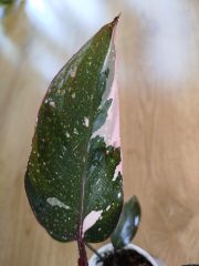 IMG_20250904_162834.jpg