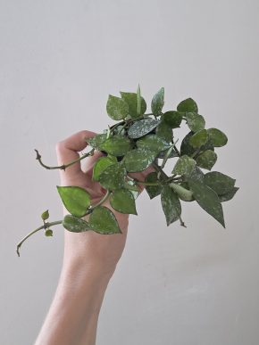 Hoya krohniana 'Eskimo'