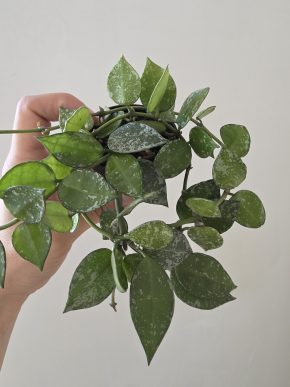 Hoya krohniana 'Eskimo'