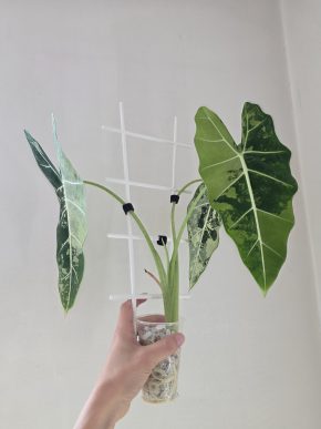 Alocasia Frydek variegata