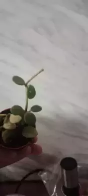 Pepřinec- Peperomia Hope