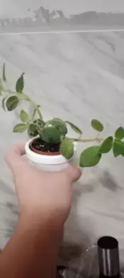 Tvořivka  Streptocarpus saxorum