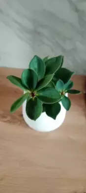 Peperomia