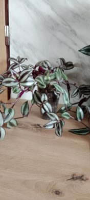 Tradescantia Zebrina