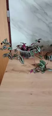 Tradescantia Zebrina