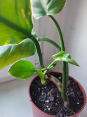 IMG_20250909_091940.jpg