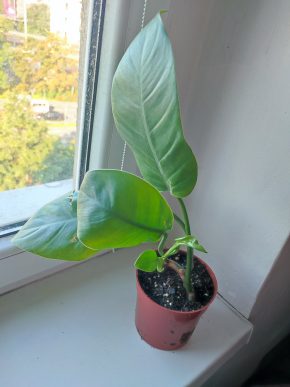 Philodendron Green princes #1