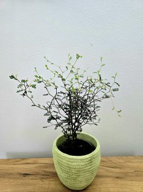 Sophora Prostrata Little Baby