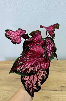 Caladium