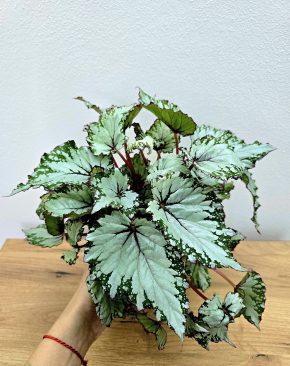 Begonia Rex Asian Tundra
