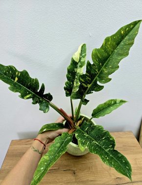 Philodendron Ring of Fire