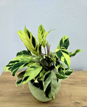 Calathea Yellow Fusion