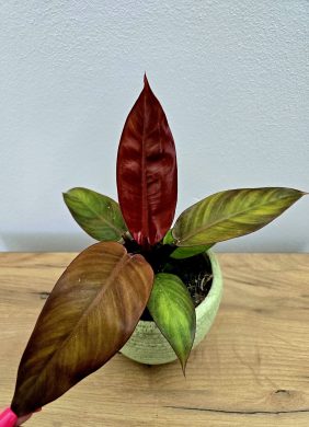 Philodendron Red Sun